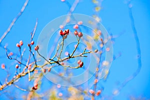 Red hawthorn berries, healthy wild fruits, blue sky