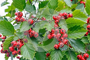 Red hawthorn berries on thorny branches