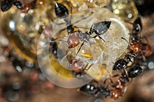 Red head ant honeypot Myrmecocystus close up