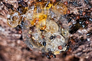 Red head ant honeypot Myrmecocystus close up