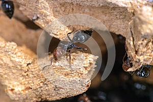 Red head ant honeypot Myrmecocystus close up