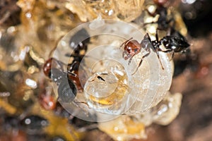 Red head ant honeypot Myrmecocystus close up