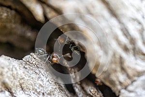 Red head ant honeypot Myrmecocystus close up macro