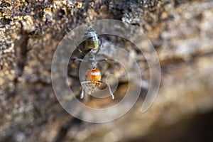 Red head ant honeypot Myrmecocystus close up macro