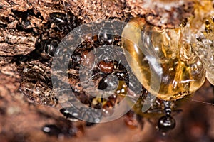 Red head ant honeypot Myrmecocystus close up macro