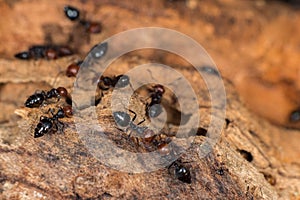 Red head ant honeypot Myrmecocystus close up macro