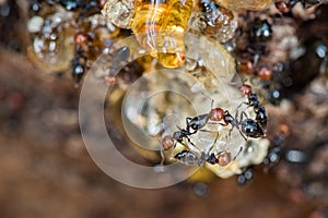 Red head ant honeypot Myrmecocystus close up macro