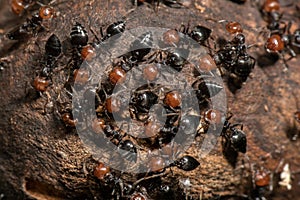 Red head ant honeypot Myrmecocystus close up macro