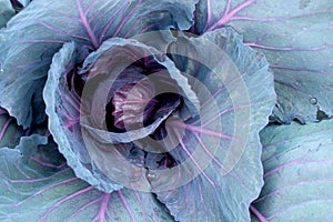 Red head cabbage