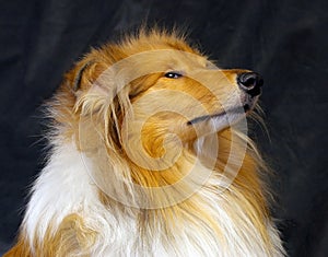 Red-head collie