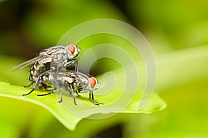 Red head flies are breeding on green leaf,love and romantic concept