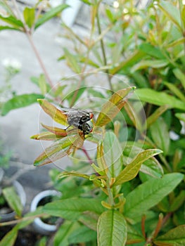 Red head flies are breeding on young leaves pomegranate