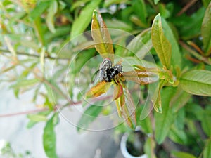 Red head flies Bromophila caffra are breeding on young leaves pomegranate