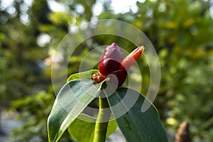 Red Head Ginger flower in the garden. Costus speciosus