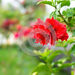 Red head hibiscus flower on blur background,