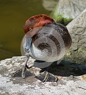 The red head is a medium-sized diving duck.