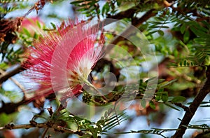 Red head powder puff Flower