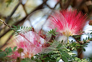 Red head powder puff Flower