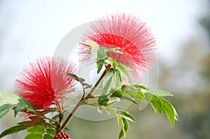 Red head powder puff Flower