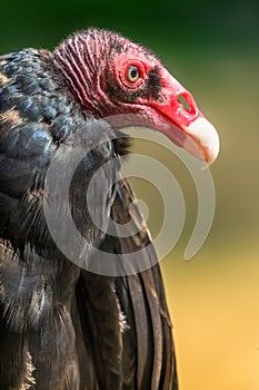 Red Head White Beak Black Feathers Turkey Vulture