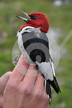 Red-head Woodpecker being examined for banding