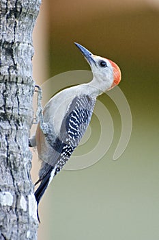 Red head woodpecker perched on the side of a palm tree