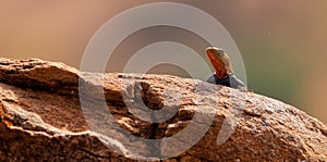Red-headed Agama