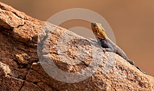 Red-headed Agama