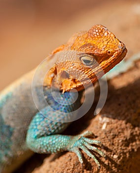 Red-headed Agama