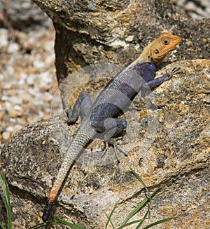 Red Headed Agama from Madagascar