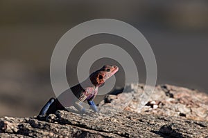 Red Headed Agama on rock