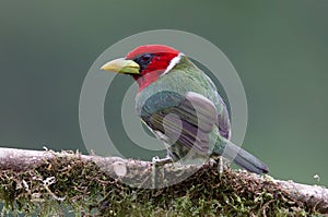 Red-headed Barbet Eubucco bourcierii