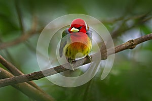 Red-headed Barbet, Vera Blanca, Costa Rica, exotic grey and red mountain bird, Wildlife scene from nature. Birdwatching in South