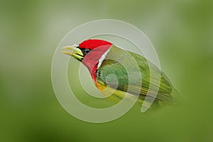 Red-headed Barbet, Vera Blanca, Costa Rica, exotic grey and red mountain bird,  Wildlife scene from nature. Birdwatching in South