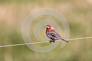 A red-headed bird sings on a wire