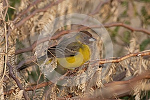 Red-headed bunting or Emberiza bruniceps observed near Nalsarovar in Gujarat