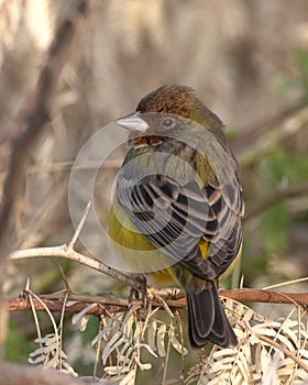 Red-headed bunting or Emberiza bruniceps observed near Nalsarovar in Gujarat