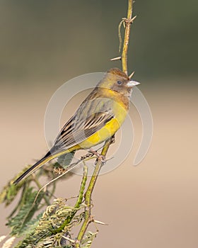 Red-headed bunting or Emberiza bruniceps observed near Nalsarovar in Gujarat