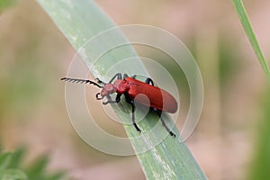 Red headed cardinal beetle