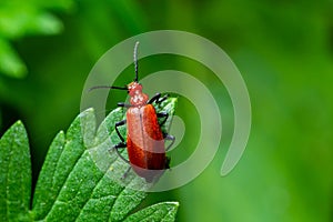 A Red-headed cardinal beetle climbing up single blade of grass