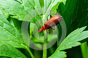 A Red-headed cardinal beetle climbing up single blade of grass