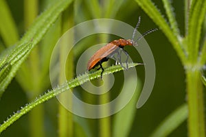 Red-headed Cardinal Beetle