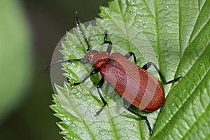 Red-headed Cardinal Beetle