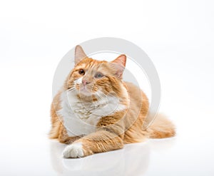 Red-headed cat on white background