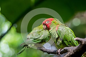 Red headed conure on a branch