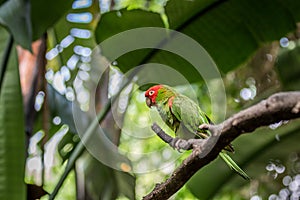 Red headed conure on a branch