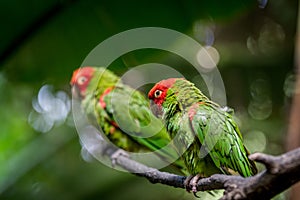 Red headed conure on a branch photo