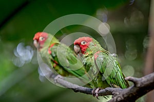 Red headed conure on a branch photo
