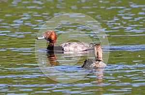 Red Headed Duck Or Aythya Americana In Lake