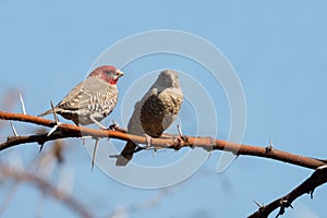 Red headed finch